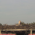 19_15-mast.jpg