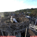 19_15-nest.jpg