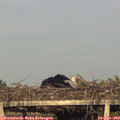 19_20-mast.jpg