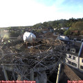 19_20-nest.jpg