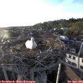 19_25-nest.jpg