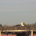19_30-mast.jpg