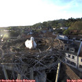 19_30-nest.jpg