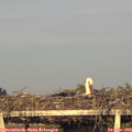 19_35-mast.jpg