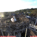19_35-nest.jpg