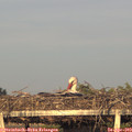19_40-mast.jpg