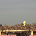 19_45-mast.jpg