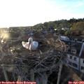 19_45-nest.jpg