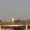 19_50-mast.jpg