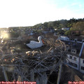 19_50-nest.jpg