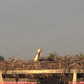 19_55-mast.jpg