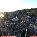 19_55-nest.jpg