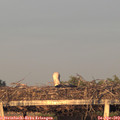 20_00-mast.jpg