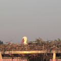 20_10-mast.jpg