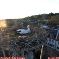 20_10-nest.jpg