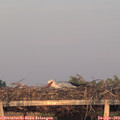 20_15-mast.jpg