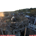 20_15-nest.jpg