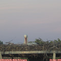 20_20-mast.jpg