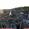 20_20-nest.jpg