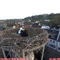06_15-nest.jpg