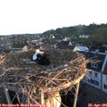 06_20-nest.jpg