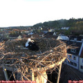 06_25-nest.jpg
