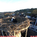06_30-nest.jpg