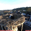 06_35-nest.jpg