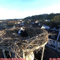 06_40-nest.jpg