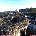 06_45-nest.jpg