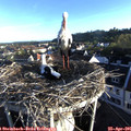 07_05-nest.jpg