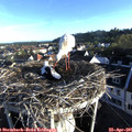 07_10-nest.jpg