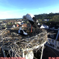 07_15-nest.jpg