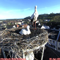 07_20-nest.jpg