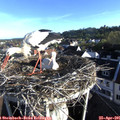 07_25-nest.jpg