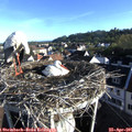07_30-nest.jpg