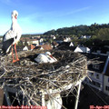 07_35-nest.jpg