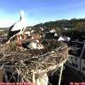 07_40-nest.jpg