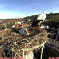 07_45-nest.jpg