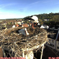 07_50-nest.jpg