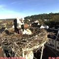 08_00-nest.jpg