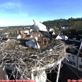 08_10-nest.jpg