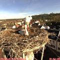 08_20-nest.jpg