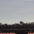 09_35-mast.jpg
