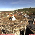 09_45-nest.jpg