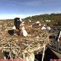 09_50-nest.jpg