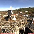 09_55-nest.jpg