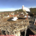 10_00-nest.jpg