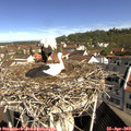 10_10-nest.jpg