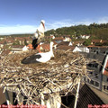 10_20-nest.jpg